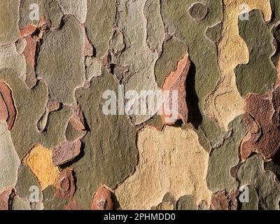 Seltsame, unregelmäßige Muster auf einem Baum in meiner Heimatstadt Abingdon-on Thames in Oxfordshire. Ich vermute, das ist ein Eukalyptus; sie wachsen überall. Th Stockfoto