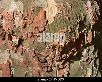 Seltsame, unregelmäßige Muster auf einem Baum in meiner Heimatstadt Abingdon-on Thames in Oxfordshire. Ich vermute, das ist ein Eukalyptus; sie wachsen überall. Th Stockfoto