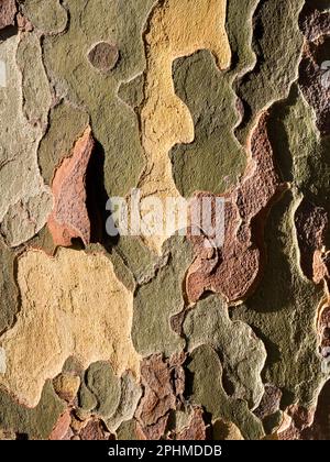 Seltsame, unregelmäßige Muster auf einem Baum in meiner Heimatstadt Abingdon-on Thames in Oxfordshire. Ich vermute, das ist ein Eukalyptus; sie wachsen überall. Th Stockfoto