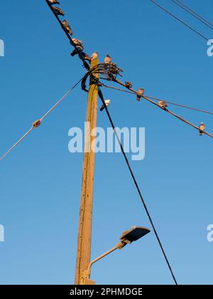 Was macht einen begehrten Sitzplatz für Tauben aus? Ich weiß nicht, aber, was auch immer die relevanten Kriterien sind, diese Stange und Straßenbeleuchtung in Lower Radley Vil Stockfoto