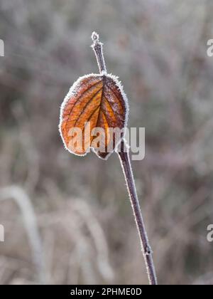 Ein glitzerndes, frostiges Blatt, das auf einem Sapling auf Feldern vor meinem Haus in Radley Village, Oxfordshire, zu sehen ist. Manchmal muss man nicht nach dem Schuss suchen, Stockfoto