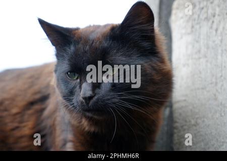 Porträt einer schwarzen streunenden Katze Stockfoto