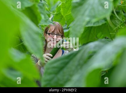 28. März 2023, Brandenburg, Manschnow: Juliana Henseler, Mitarbeiterin der Fontana Gartenbau GmbH, erntet Gurken, auch als Schlangengurken bekannt, im neuen Gewächshaus. Das 0,75 ha große, hochmoderne Gewächshaus wird am 31. März 2023 offiziell eröffnet. Rund 1,3 Millionen Euro wurden in den Bau des nachhaltigen Gewächshauses investiert. „Unser neues Gewächshaus hat eine Standwandhöhe von sechs Metern, was zu einem größeren Luftvolumen und einer besseren Klimatisierung und Belüftung der Gurkenfrüchte führt“, erklärt Markus Gläser, Geschäftsführer der Fontana Gartenbau GmbH. Der erste Würfel Stockfoto