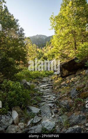 Der alte asphaltierte Pfad im Hinterland des Yosemite National Parl beginnt zu überwachsen Stockfoto