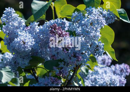 Wunderschöne blau gefärbte Flieder in voller Blüte im Frühling Stockfoto