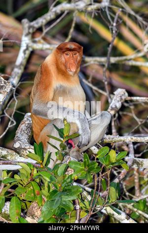 Dominanter männlicher Proboscis-Affe (nasalis larvatus) im Tanjung Puting National Park, Kalimantan, Borneo (Indonesien). Stockfoto