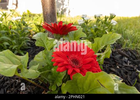 Im Sommer wandert eine Ameise über eine Gerbera-Gänseblümchen Stockfoto