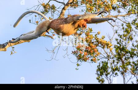 Dominanter männlicher Proboscis-Affe (Nasenlarvatus) beim Springen. Foto von Tanjung Puting National Park, Kalimantan, Borneo (Indonesien). Stockfoto