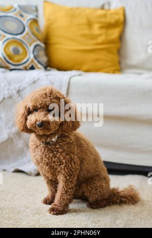 Vertikales Bild eines süßen reinrassigen Hundes, der im Wohnzimmer sitzt Stockfoto