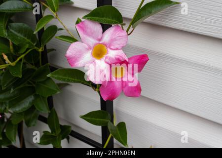 Die pinkfarbene mandevilla blüht im Sommer lebhaft Stockfoto