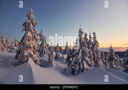 Schnee bedeckt viele Böden und Bäume. Magische Winterlandschaft Stockfoto