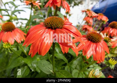 Rote Coneflowers erscheinen im Regen apricot Stockfoto