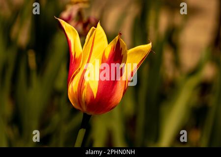Im Frühling regiert eine gelbe und rote Tulpe Stockfoto
