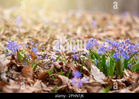 Frühlingsblumen Scilla siberica im Wald inmitten alter Blätter Stockfoto