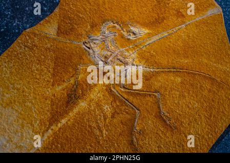 archäopteryx-Fossilien in Deutschland entdeckt. Stockfoto