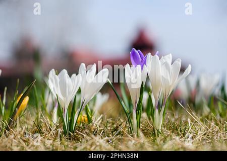 Nahaufnahme blühender Krokusse im Frühjahr. Ansicht von unten. Stockfoto