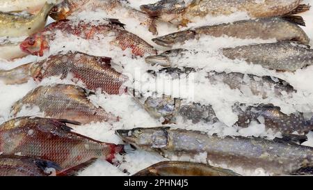 Gemischter frischer, gekühlter Fisch, auf Eis auf dem Fenster im Supermarkt gelegen Stockfoto