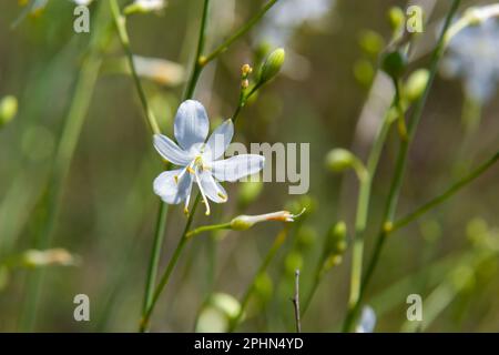Zerbrechliche weiße und gelbe Blüten von Anthericum ramosum, sternförmig, wachsen auf einer Wiese in wilder Wildnis, verschwommener grüner Hintergrund, warme Farben, helles an Stockfoto