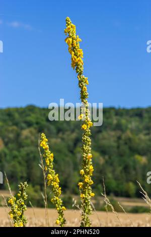 Verbascum speciosum Yellow Widflowers Bienen Bestäubung. Sommertag. Stockfoto
