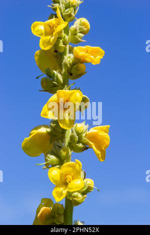 Verbascum speciosum Yellow Widflowers Bienen Bestäubung. Sommertag. Stockfoto