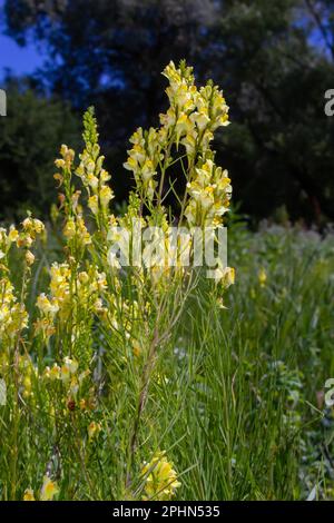 Linaria vulgaris, die Namen sind gemeiner Karottenflachs, gelber Karottenflachs oder Butter und Eier, die im Sommer blühen. Stockfoto