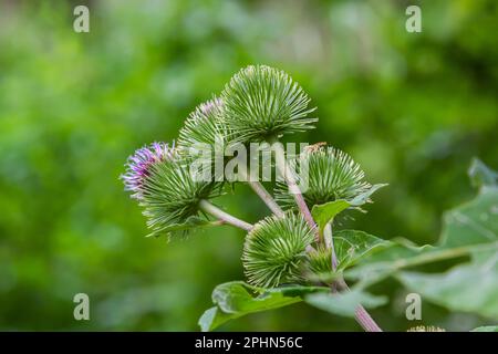 Die Blumen des Großen Burdock Arctium lappa. Selektiver Fokus mit geringer Tiefenschärfe. Stockfoto