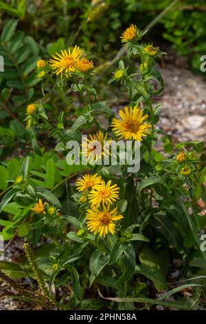 Im Sommer blüht die wilde Heilpflanze Inula in der Wildnis. Stockfoto