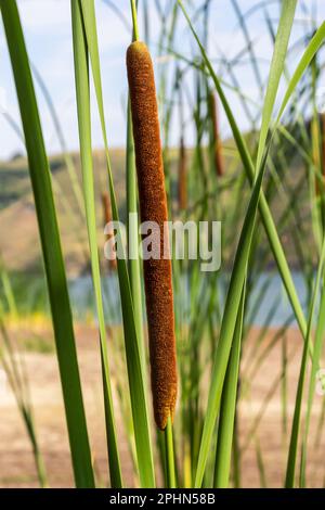 Reed Mace Pflanze auch bekannt als Katze - Schwanz, Bullauge, Sumpfwurst, Punks, Typha angustifolia. Stockfoto