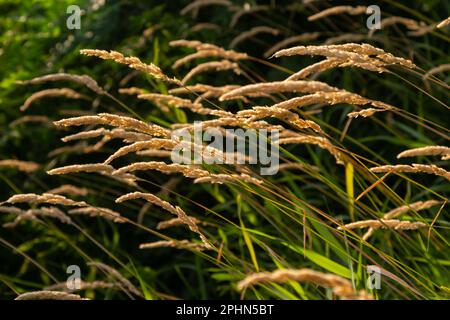 Anthoxanthum odoratum goldene Stacheln in einem Sommerfeld August. Stockfoto