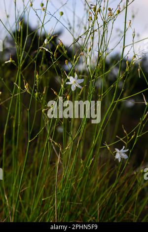 Zerbrechliche weiße und gelbe Blüten von Anthericum ramosum, sternförmig, wachsen auf einer Wiese in wilder Wildnis, verschwommener grüner Hintergrund, warme Farben, helles an Stockfoto