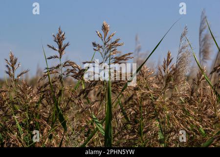 Phragmites australis ist eine mehrjährige bläulich-grüne Pflanze der Grasfamilie mit einem langen schleichenden Rhizom. Stockfoto