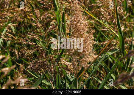 Phragmites australis ist eine mehrjährige bläulich-grüne Pflanze der Grasfamilie mit einem langen schleichenden Rhizom. Stockfoto