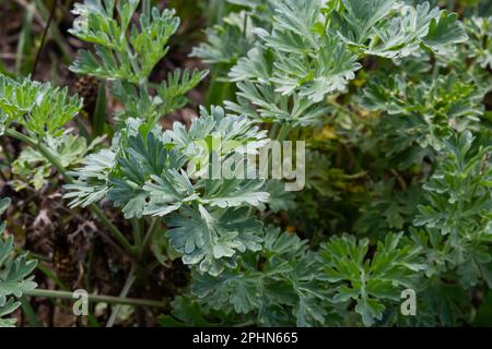 Artemisia absinthium ist eine mehrjährige Pflanze der Familie Ostern. Medizin, Lebensmittel, Phytonzid, ätherisches Öl, Farbstoff, Gerbstoffhaltige und insektizide Kultur Stockfoto