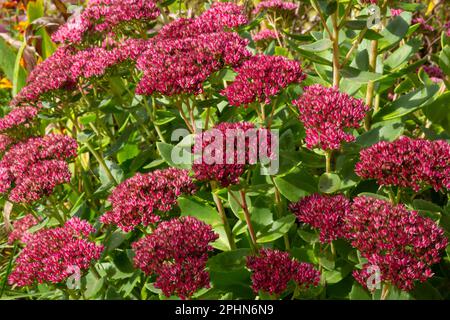 Rote blühende Sedum-Pflanze, Hylotelephium telephium. Wunderschöne Herbstblumen im Garten. Stockfoto