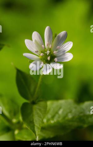 Myosoton aquaticum, Pflanze mit kleiner weißer Blume, bekannt als Wasserkicherkraut oder riesiges Kicherkraut auf grünem, verschwommenem Hintergrund. Stockfoto