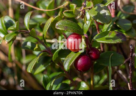 Vaccinium vitis-idaea Linguonberry, Partridgeberry oder Cowberry ist ein kurzer immergrüner Strauch in der Heidenfamilie, der essbare Früchte trägt. Stockfoto