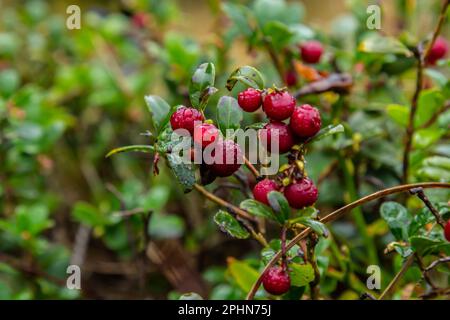 Vaccinium vitis-idaea Linguonberry, Partridgeberry oder Cowberry ist ein kurzer immergrüner Strauch in der Heidenfamilie, der essbare Früchte trägt. Stockfoto