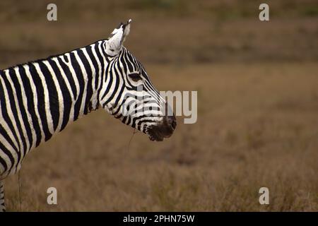 Ein einsames Zebra, das auf einem Feld steht. Afrika. Stockfoto