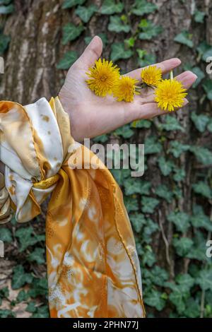 Eine weibliche Hand, die mit einem Schal am Handgelenk dekoriert ist, hält gelbe Löwenzahnblumen in der Handfläche Stockfoto