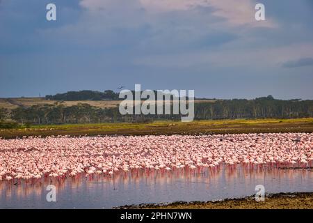 Eine Schar rosa Flamingos ruht im See. Stockfoto