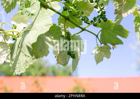 Aufstrebende Traubenansammlungen in einem rustikalen Garten. Gartenbau und Weinbau. Stockfoto