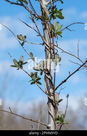 Wildes Geißblatt (Lonicera periclymenum), eine Kletterpflanze mit jungen Blättern im Frühjahr, die um einen Baum zwirnen, Surrey, England, Großbritannien Stockfoto