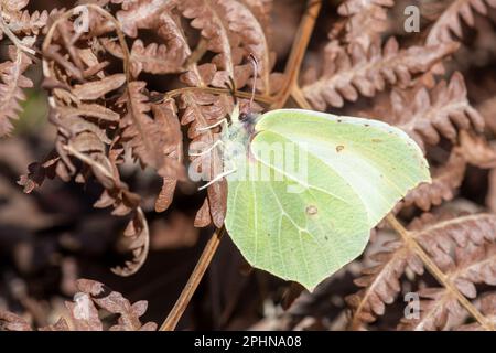 Brimstone Butterfly (Gonepteryx rhamni), der im Frühling in Surrey, Großbritannien, im toten Bracken lebte Stockfoto