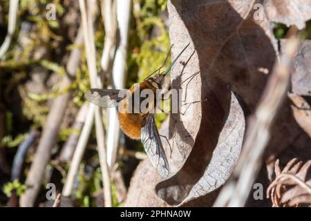 Bombylius Major, die Großbienenfliege, eine parasitäre Bienenimik, England, Großbritannien, im Frühling Stockfoto