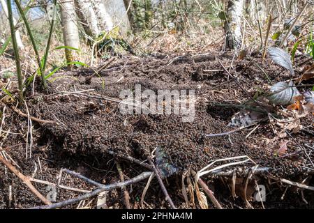 Kolonie südlicher Holzameisen (Formica rufa), Schwärmerverhalten auf dem Nest nach dem Aufwachen aus dem Winterschlaf im Frühling, England, Großbritannien. Stockfoto