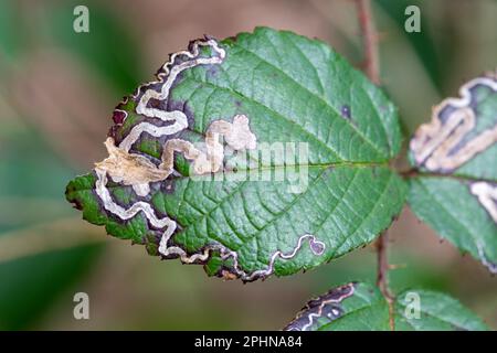 Bromblechminen, hergestellt von der Motte Stigmella aurella, Surrey, England, Großbritannien Stockfoto