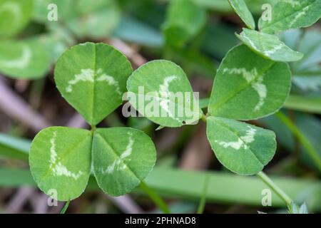 Rotklee (Trifolium pratense) Trefoil-Blätter, England, Vereinigtes Königreich, eine gewöhnliche Wildblume oder Unkraut Stockfoto