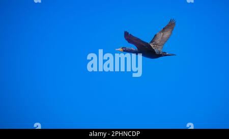 kormoran im Flug, über dem Golf von Mexiko, blauer Himmel Stockfoto