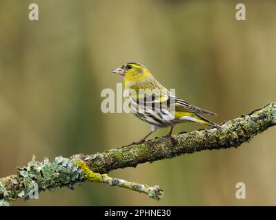 Eine Siskin (Spinus spinus) auf einem Ast mit einem klaren, unauffälligen Hintergrund. Im März fotografiert. Stockfoto