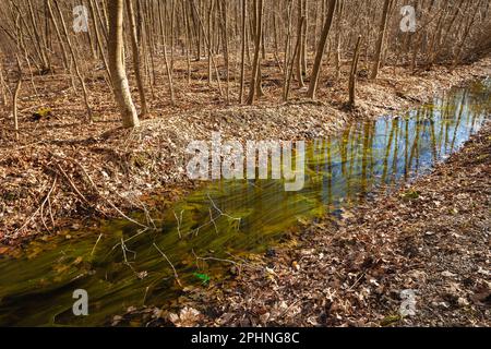 Ein kleiner Fluss mit Algen im Wald, Ostpolen Stockfoto